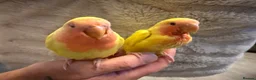 Lovebirds birds for sale: Baby hand reared lovebirds 2 x Lutino 1 x normal   in Rotherham - Advert 4