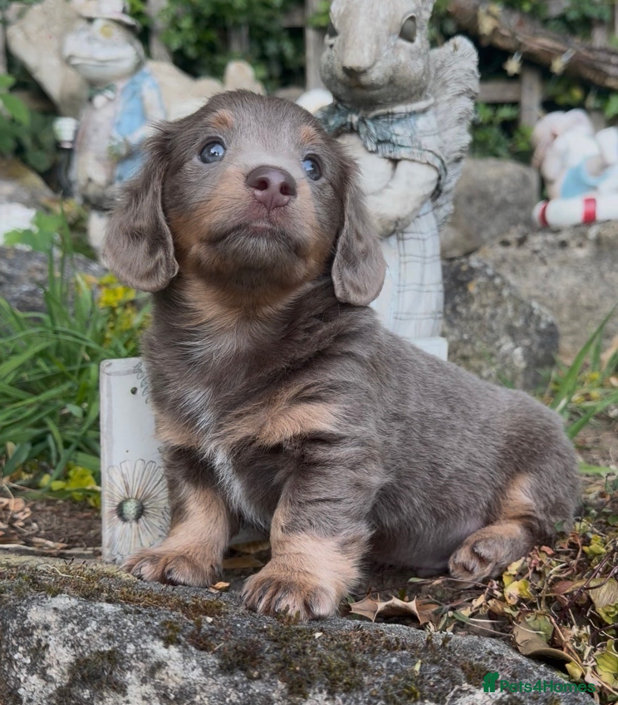 Mixed Breed dogs STUNNING DAXIPOO PUPPIES! - Advert 2
