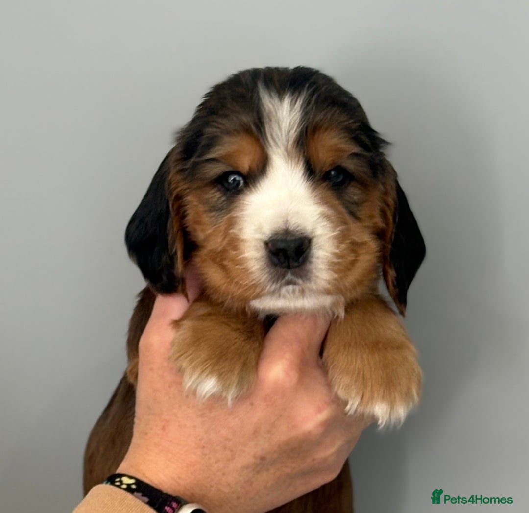 Cocker Spaniel dogs for sale: Show Type Cocker Spaniels - Image 10