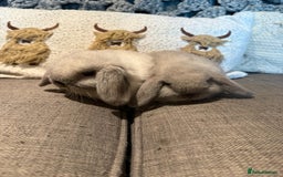 Mini Lop rabbits for sale: 2 Seal Point Lop bucks for sale  - Advert 3