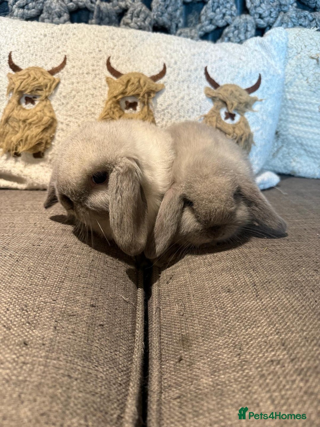 Mini Lop rabbits for sale: 2 Seal Point Lop bucks for sale  - Advert 3