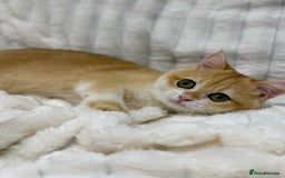 British Shorthair cats for sale: 🔥Exceptional GCCF pedigree golden BSH - Image 4
