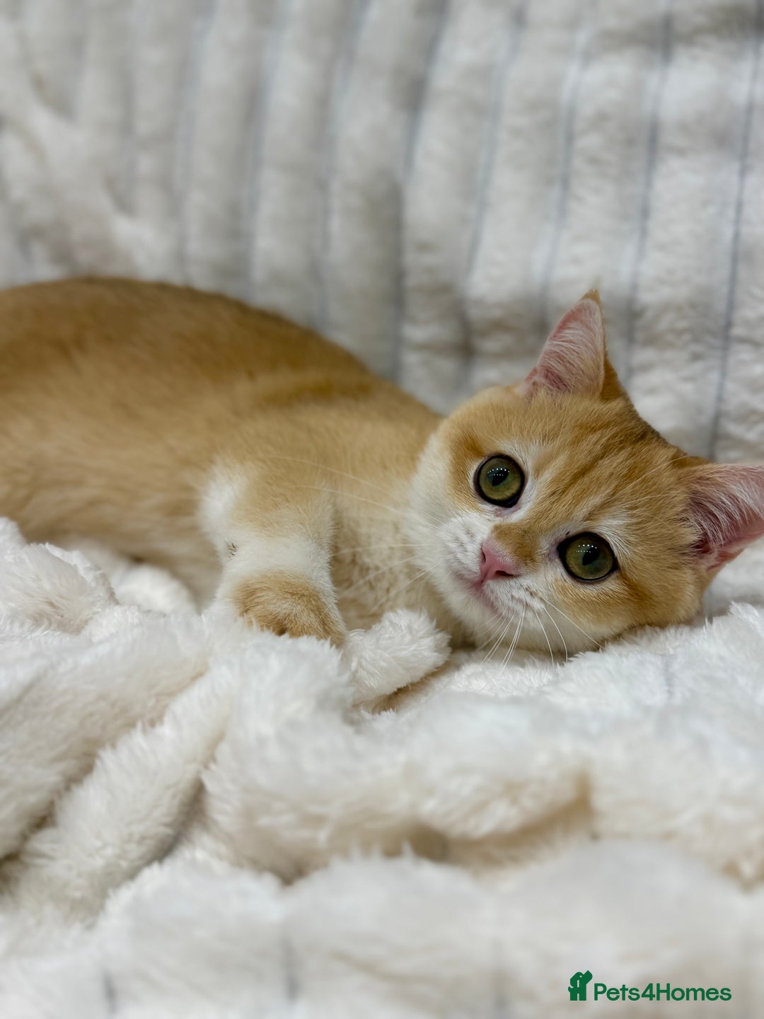 British Shorthair cats for sale: 🔥Exceptional GCCF pedigree golden BSH - Image 4