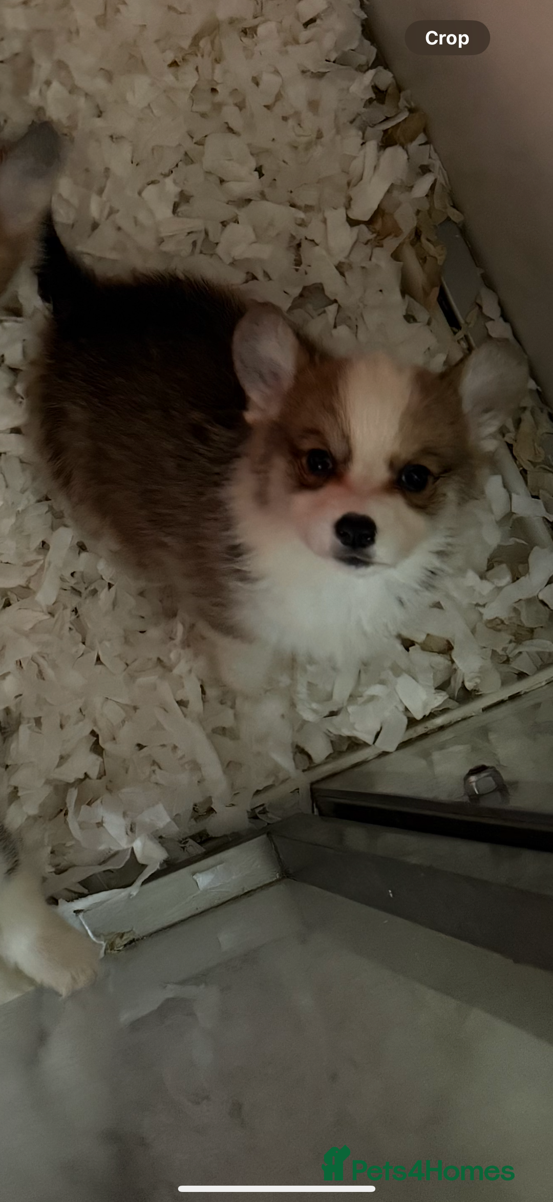 Welsh Corgi Pembroke dogs for sale: Kc reg Pembroke corgi babies available  - Advert 28