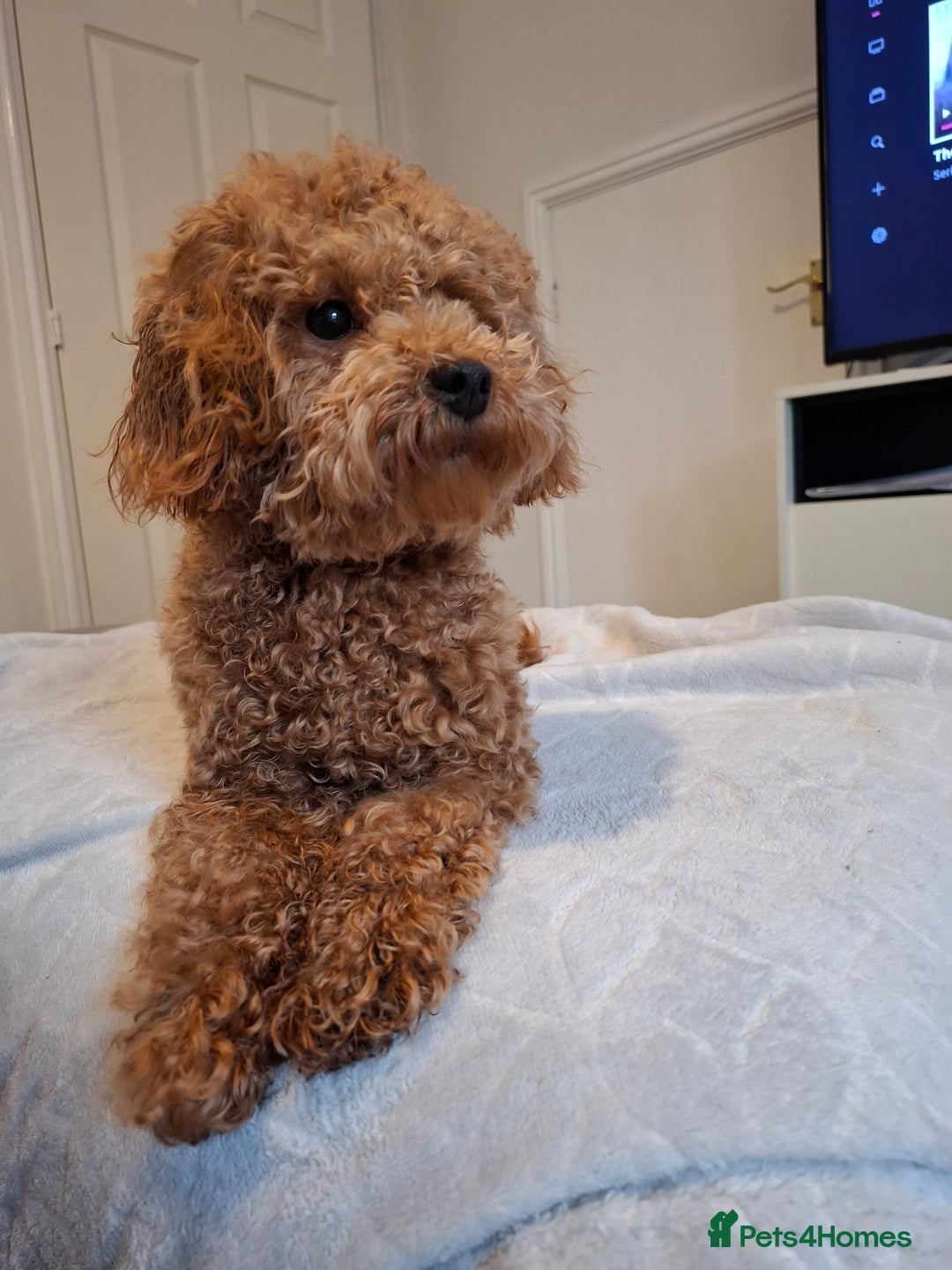 Poochon dogs for sale: F1b Apricot Poochon - Advert 4