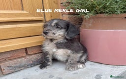 Mixed Breed dogs for sale: 🤎 BABY POOGLES (beagleXminiature poodle)🤎 in Rhayader - Image 7