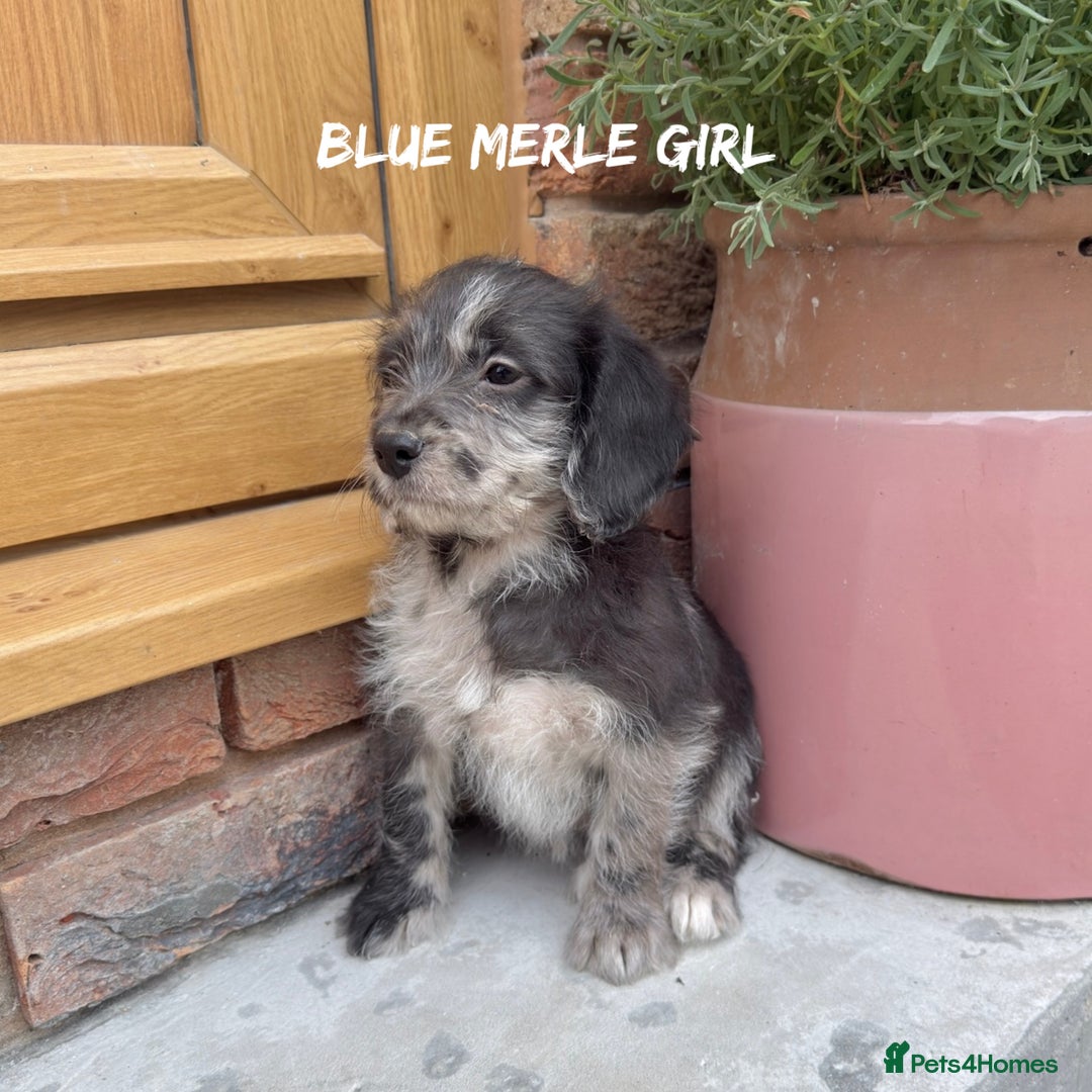 Mixed Breed dogs for sale: 🤎 BABY POOGLES (beagleXminiature poodle)🤎 in Rhayader - Image 7