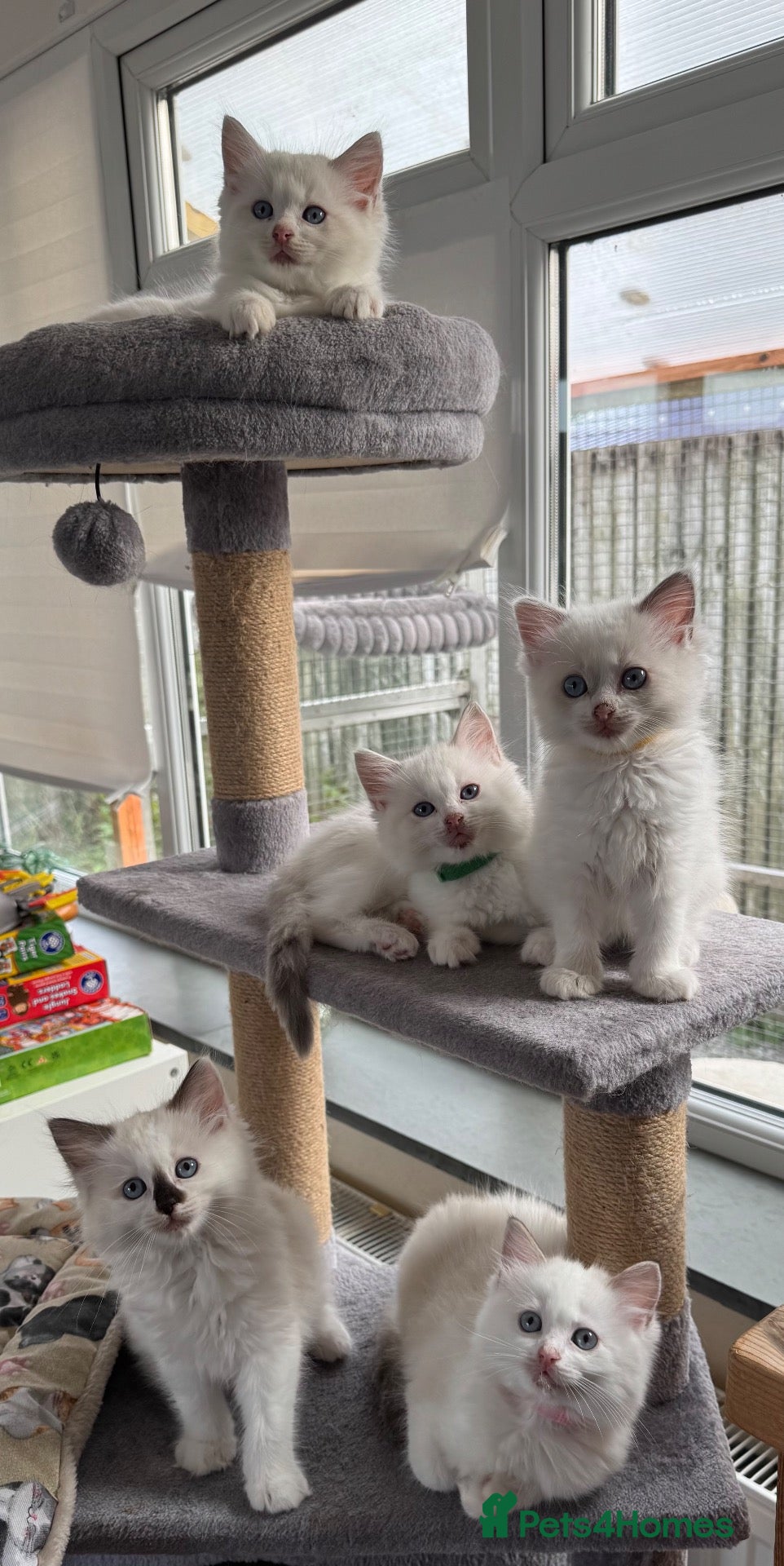 Ragdoll cats GCCF Registered Ragdoll Kittens - Advert 3