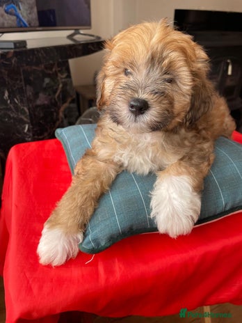 Shihpoo dogs - Advert 3