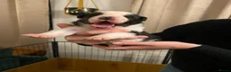 Border Collie dogs for sale: 🐾 Border Collie Puppies for Sale 🐾   in Hook - Advert 7