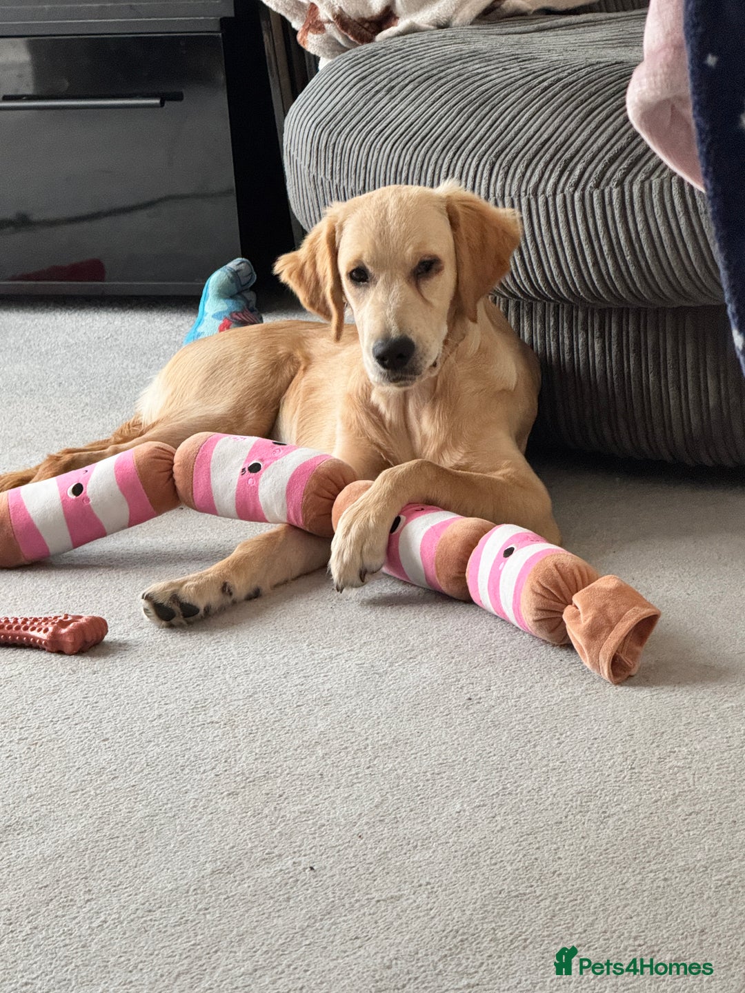 Golden Retriever dogs for sale: 7 month old female golden retriever - Advert 6