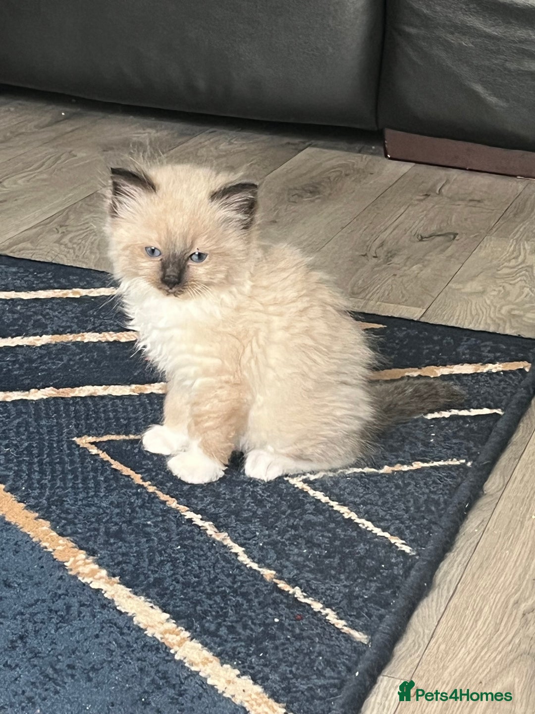 Ragdoll cats for sale: Amazing pure bred ragdolls  - Image 7