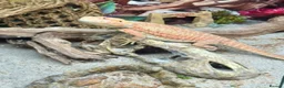 Bearded Dragon reptiles for sale: Red leatherback bearded dragon 🧡 in Petersfield - Advert 1