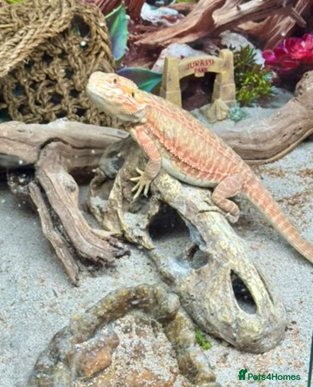 Bearded Dragon reptiles for sale: Red leatherback bearded dragon 🧡 in Petersfield - Advert 1