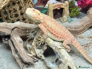 Bearded Dragon reptiles Red leatherback bearded dragon 🧡 - Advert 1