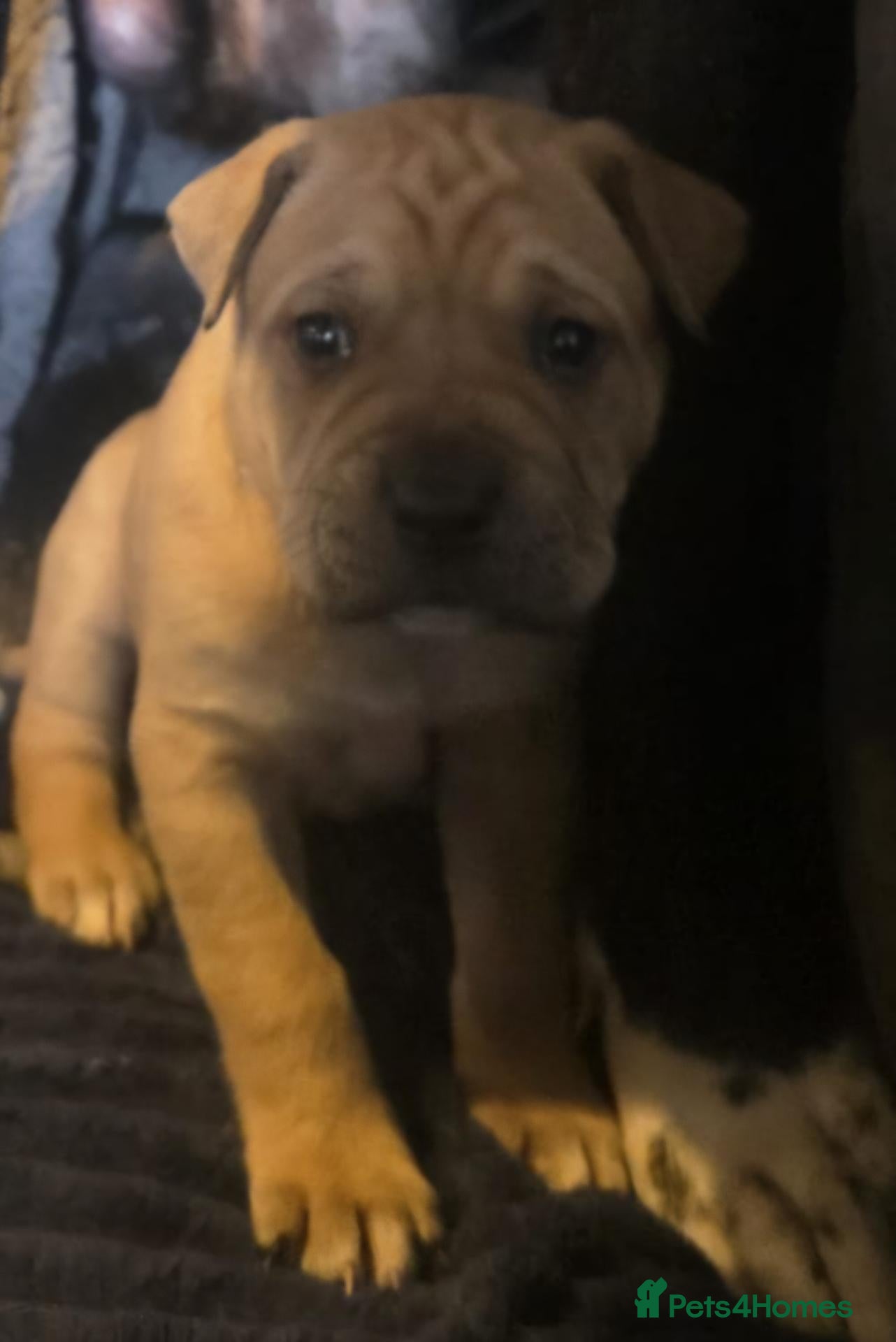 Mixed Breed dogs for sale: Cane Corso x Puppies - Advert 9
