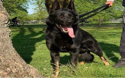 German Shepherd dogs for sale: German Shepherd Puppies - Image 10
