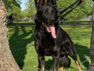 German Shepherd dogs - Advert 2