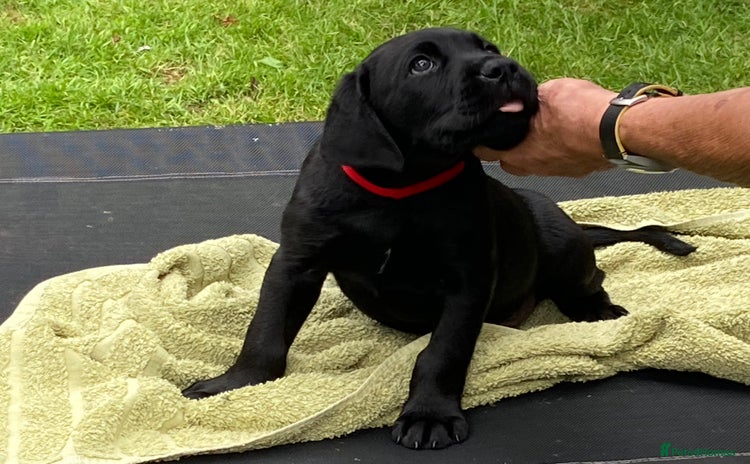 Labrador Retriever dogs - Advert 1