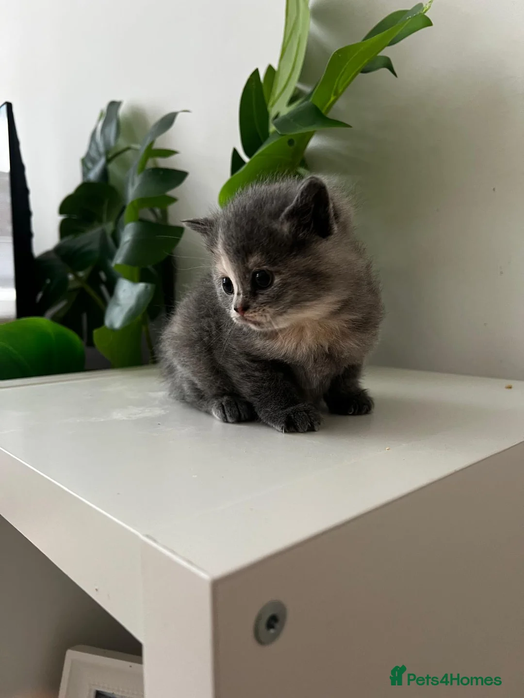 Mixed Breed cats for sale: [Last Girl!] British Short x Mainecoon Hair  - Advert 17