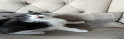 Mixed Breed cats for sale: Pixie and Pudding ready to leave  - Advert 6