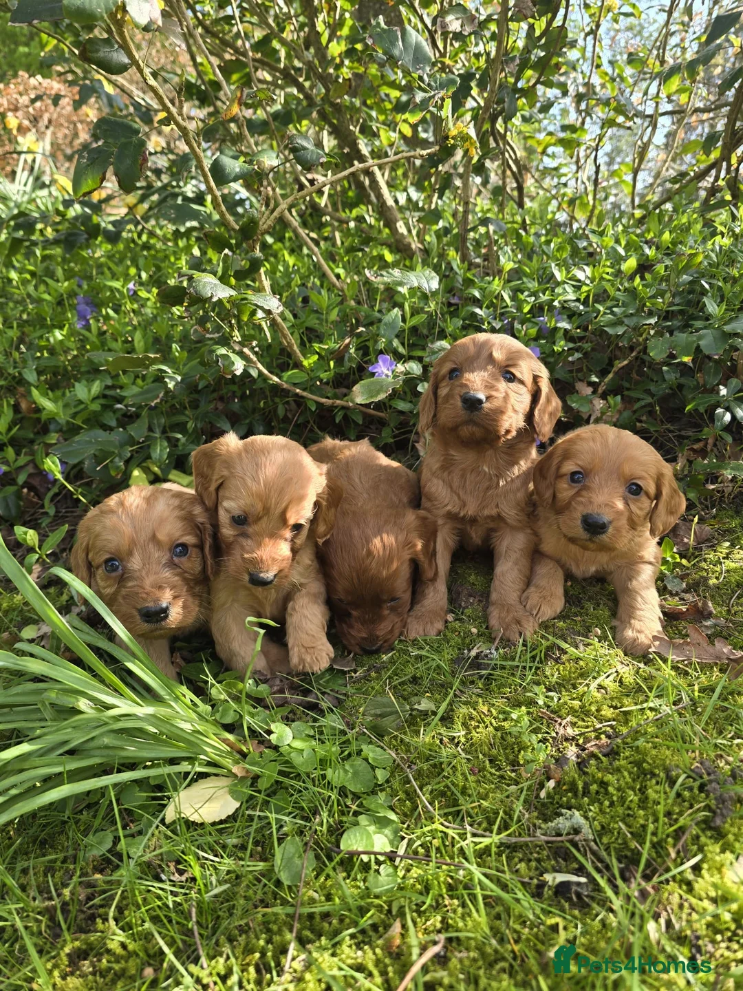 Cockapoo dogs for sale: Cockapoo puppies  - Advert 2