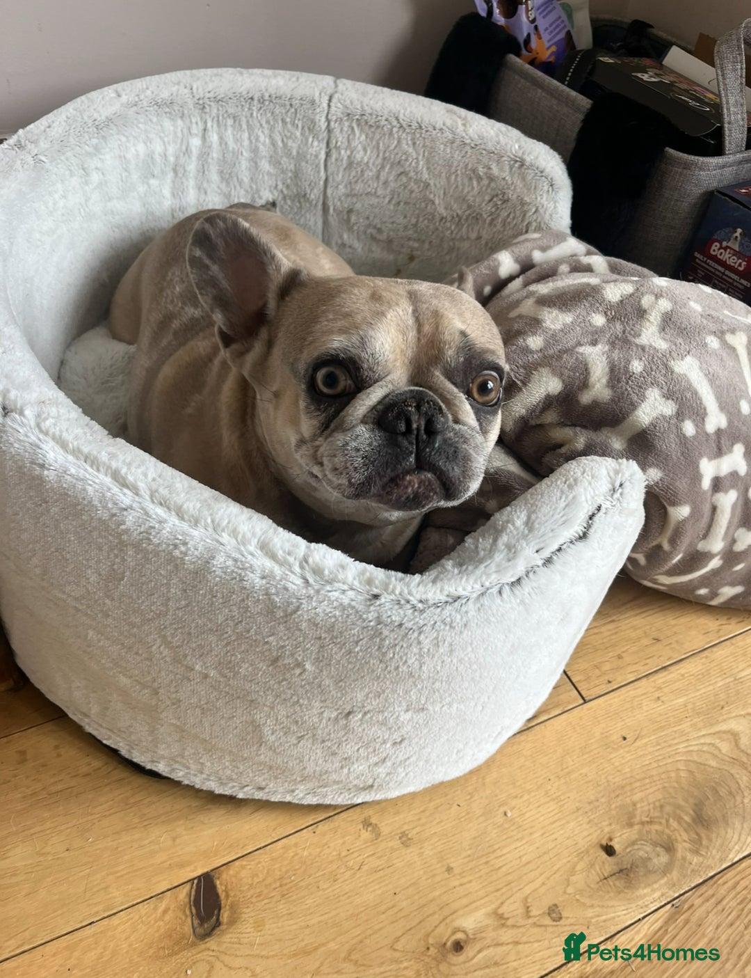 French Bulldog dogs for sale: Pablo - Advert 4