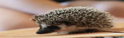 Pygmy Hedgehog rodents for sale: Three beautiful boys for sale - Advert 21
