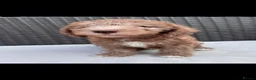 Bedlington Terrier dogs for stud: Teddy the beddy - Advert 3
