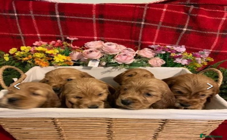 Cocker Spaniel dogs - Advert 3