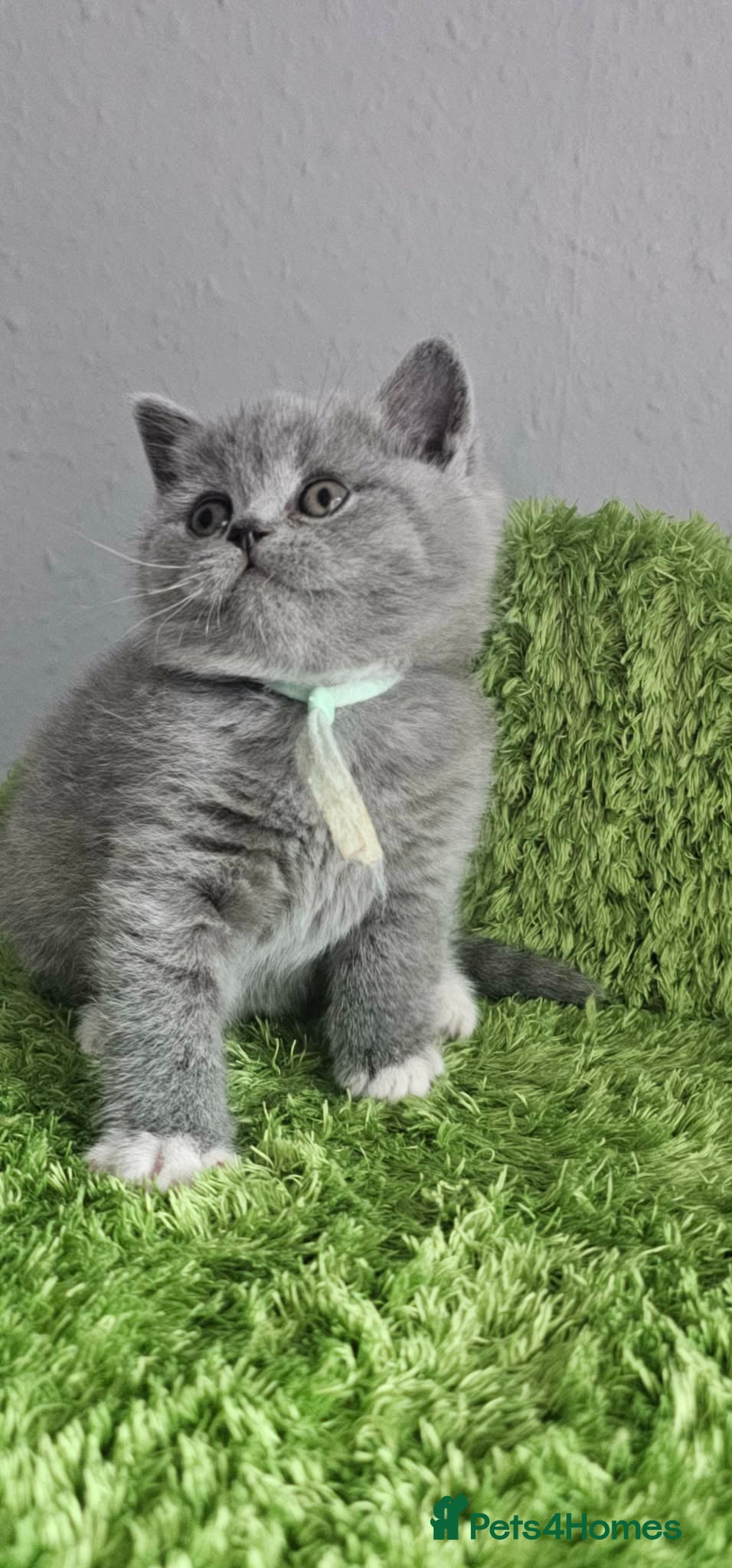 British Shorthair cats LAST BOY BSH Champion Bloodline GCCF - Advert 2