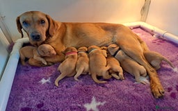Labrador Retriever dogs for sale: Stunning Fox red Labrador pups - Image 2