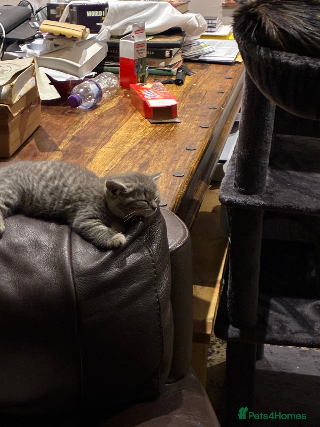 British Shorthair cats for sale: Kittens  - Image 2