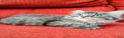 Mixed Breed cats for sale: Stunning Fluffy Kittens  - Advert 26
