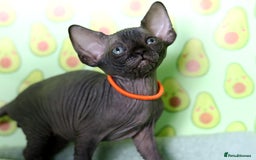 Sphynx cats for sale: Bloodline Sphynx Kittens  - Image 20
