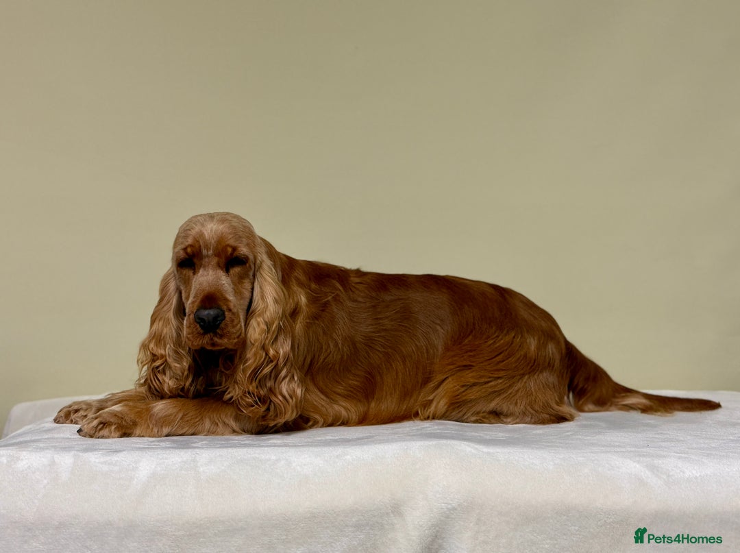 Cocker Spaniel dogs for sale: THE Adorable Chaka Khan - Advert 9