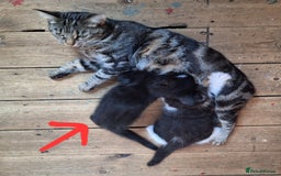 Domestic Shorthair cats for sale: ✨️ Beautiful 2 kittens 🩷🩵 Ready for homes now ✨️ - Image 18