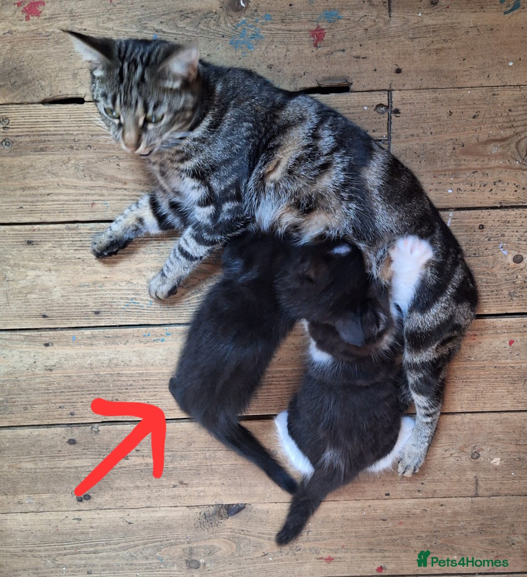 Domestic Shorthair cats for sale: ✨️ Beautiful 2 kittens 🩷🩵 Ready for homes now ✨️ - Image 18