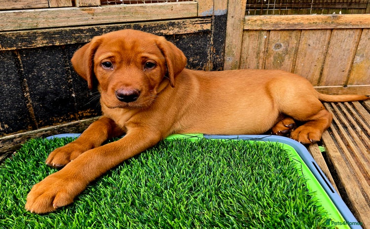 Labrador Retriever dogs - Advert 14