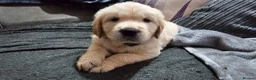 Golden Retriever dogs for sale: 3x KC golden retriever pups, ready 22nd June - Advert 23