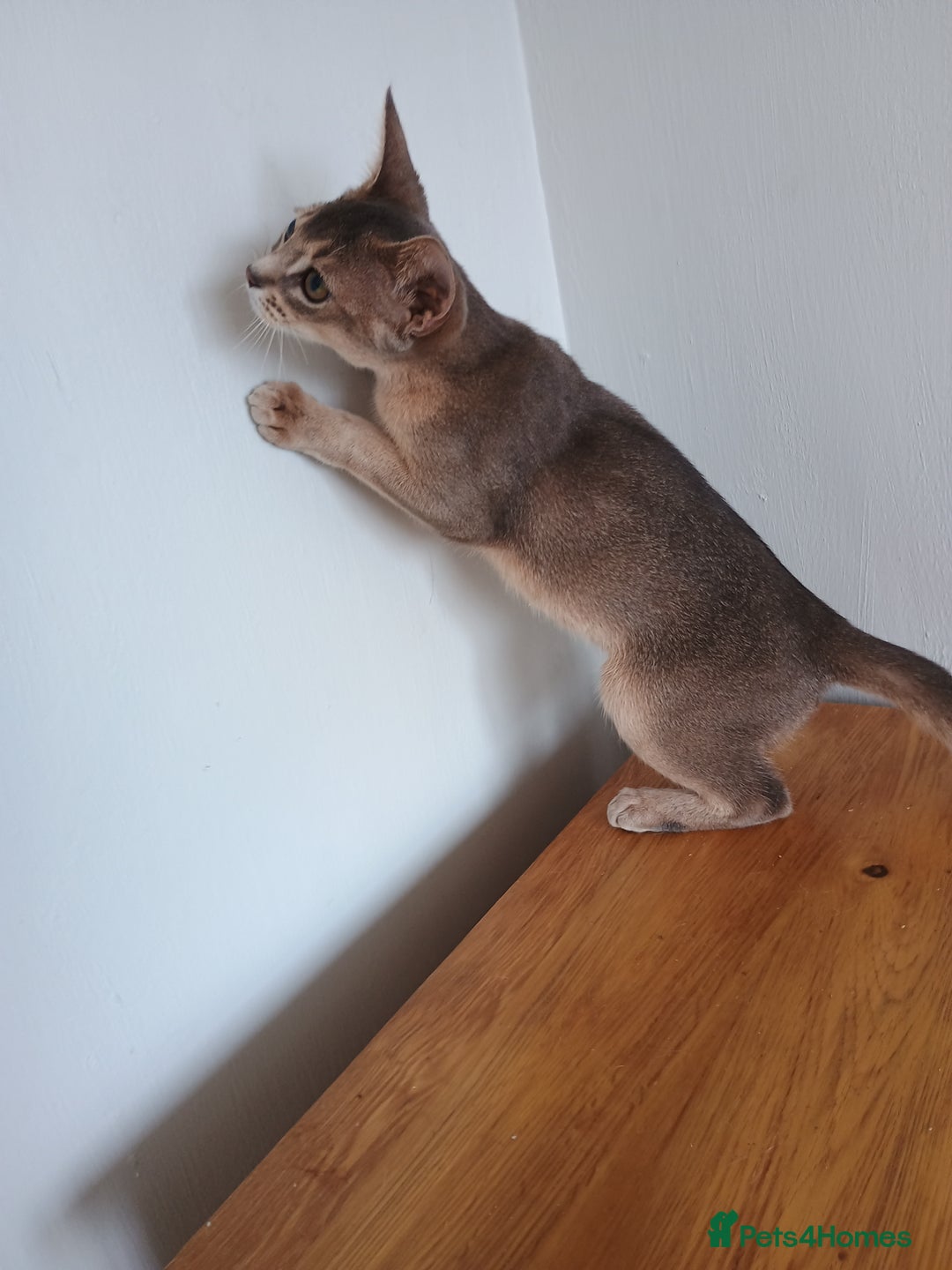 Abyssinian cats for sale: Blue Abyssinian male kittens - Image 4