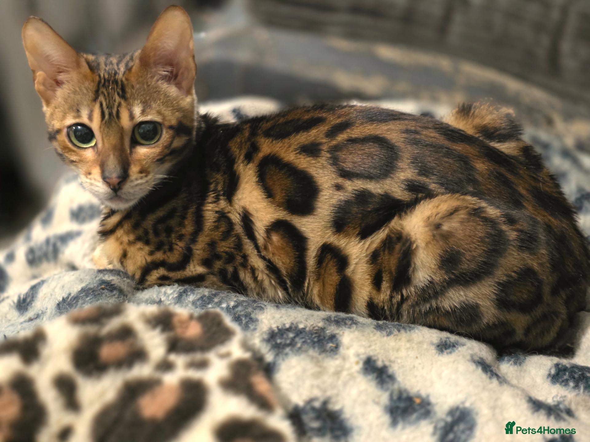 Bengal cats for sale: Pedigree brown and blue rosetted bengals - Advert 21