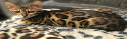 Bengal cats for sale: Pedigree brown and blue rosetted bengals - Advert 1