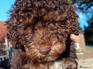 Labradoodle dogs Mini Labradoodles🐾🌟 Vaccinated Ready Now🌟🐾 - Advert 1