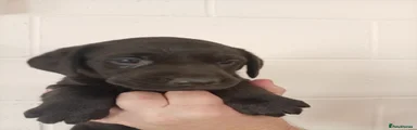Female Puppy 1- purple 