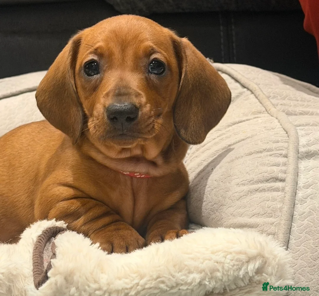 Dachshund dogs for sale: Outstanding show quality standard smooth dachshund - Advert 2