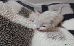 Mixed Breed cats for sale: Lovely mixed kittens 🐱😻😽👌 - Advert 4