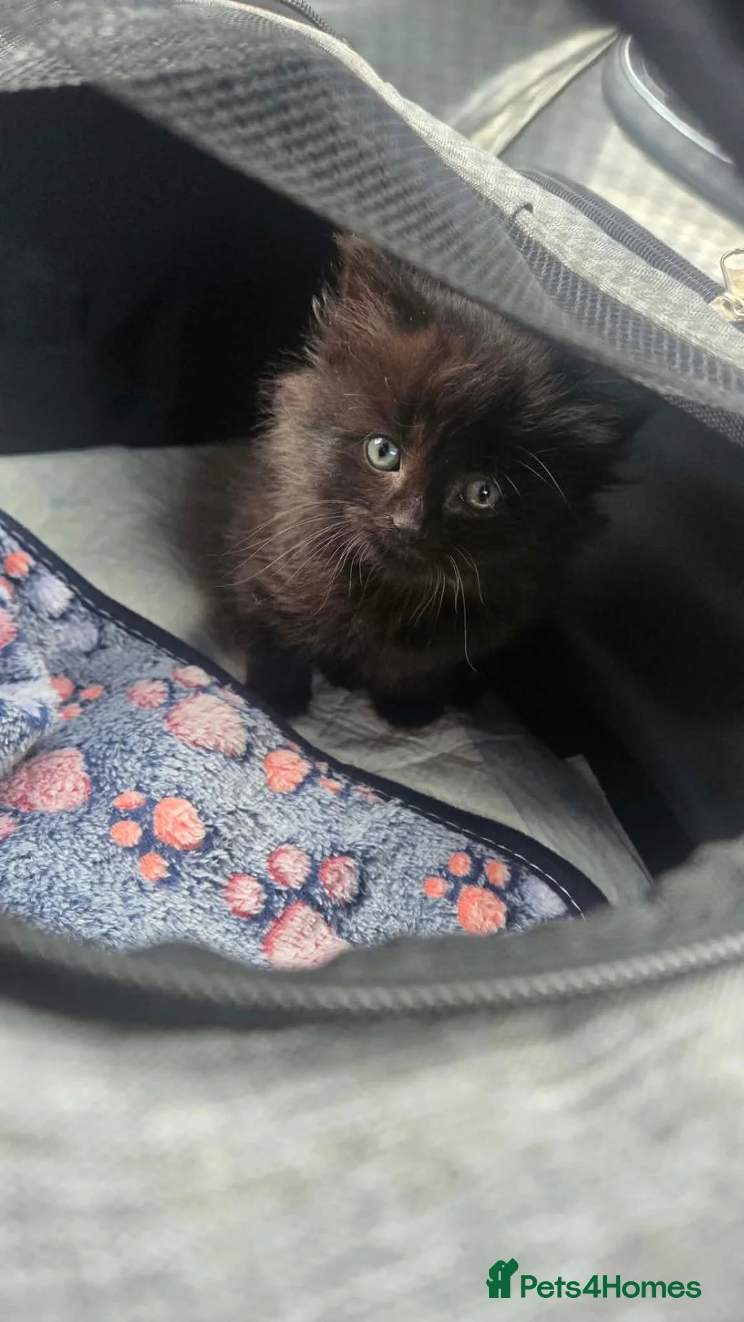 Mixed Breed cats for sale: Black Longhair Kitten  in Coleford - Advert 3