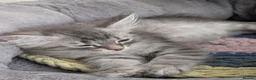 Siberian cats for sale: Siberian kitten  - Advert 1