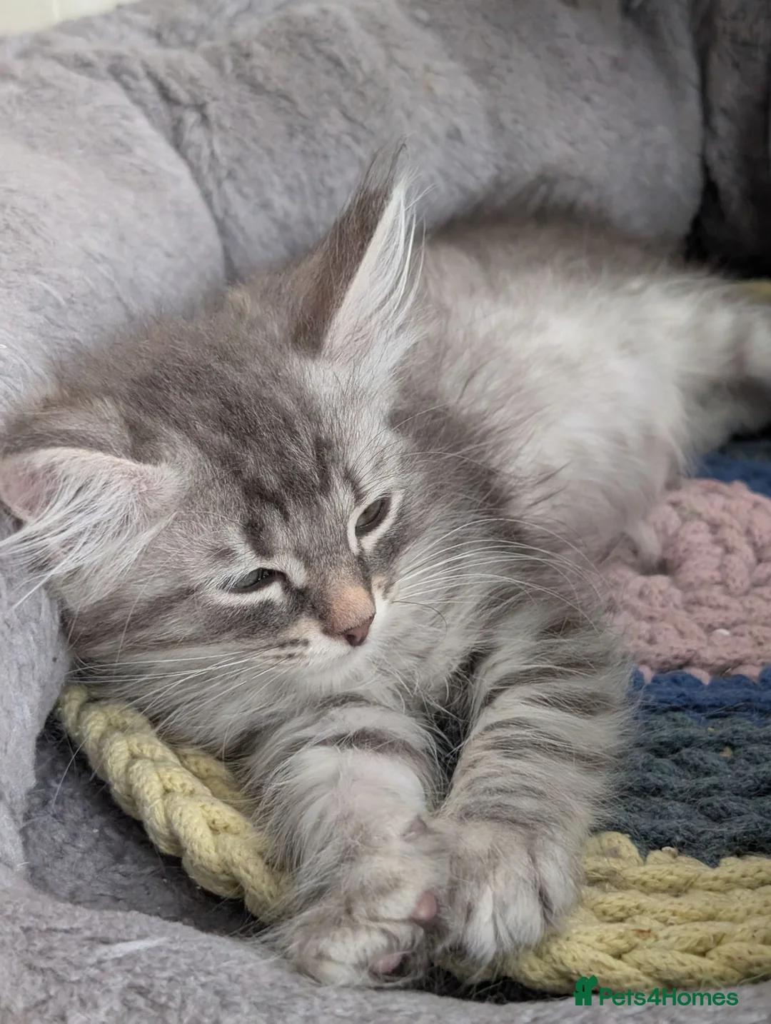 Siberian cats for sale: Siberian kitten  - Advert 1